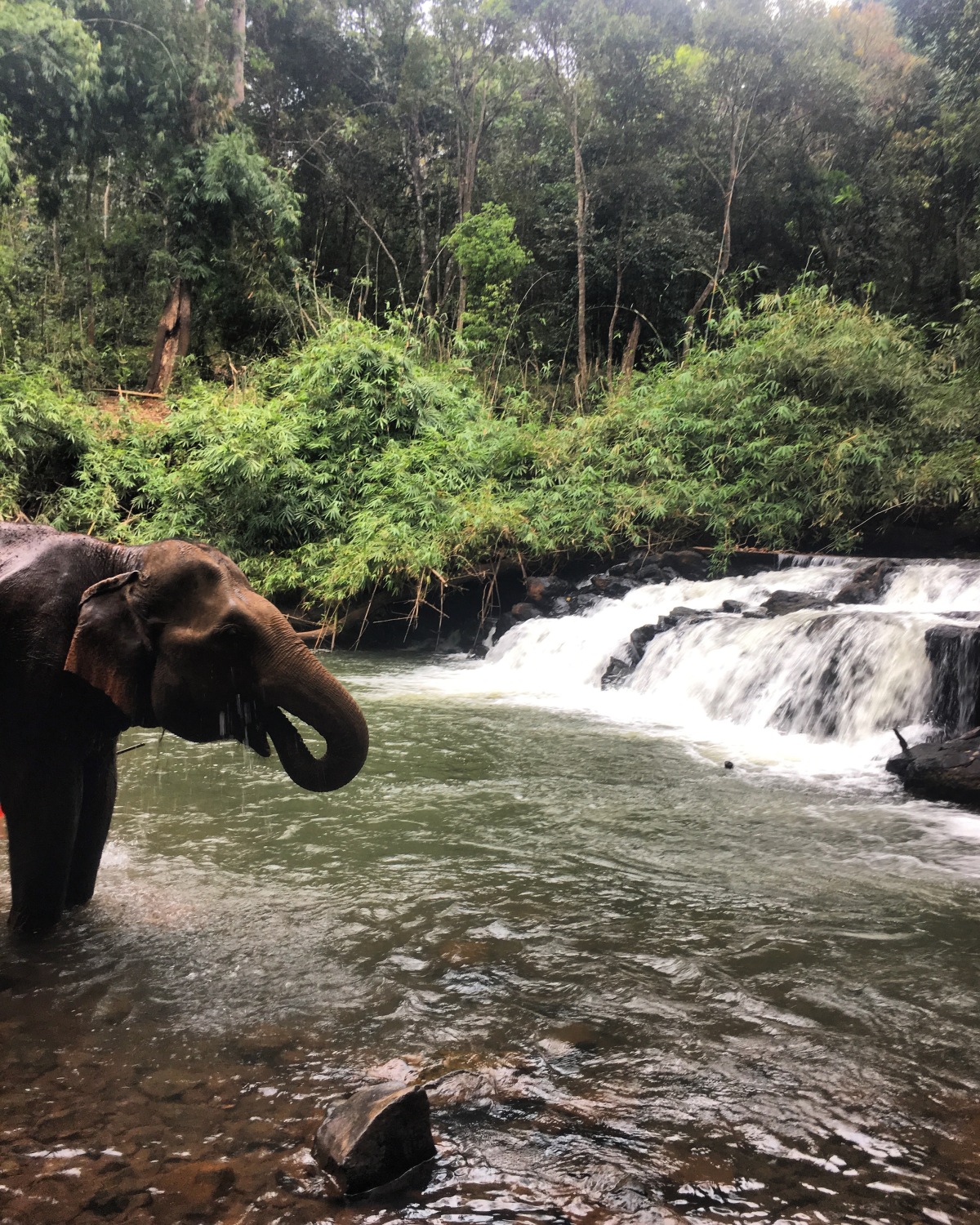 A day with the rescued Elephants of Mondulkiri